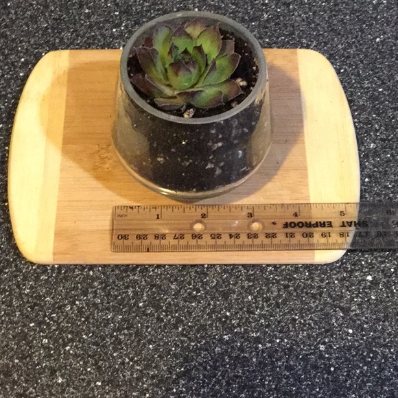 Succulent - Picture 3 of 3